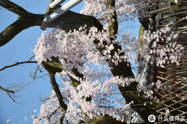 冰室神社的垂樱 美翻了 冰室神社的垂樱 美翻了