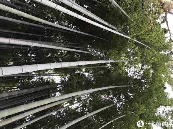岚山的竹林《卧虎藏龙》取景地 岚山的竹林《卧虎藏龙》取景地