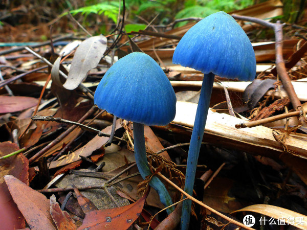 蓝瘦的小蘑菇,让人眼前一亮.图:gcosserat / flickr