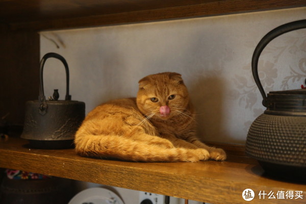 再来一只猫猫镇尾巴~