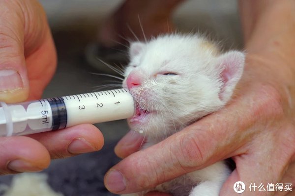 萌猫有视频