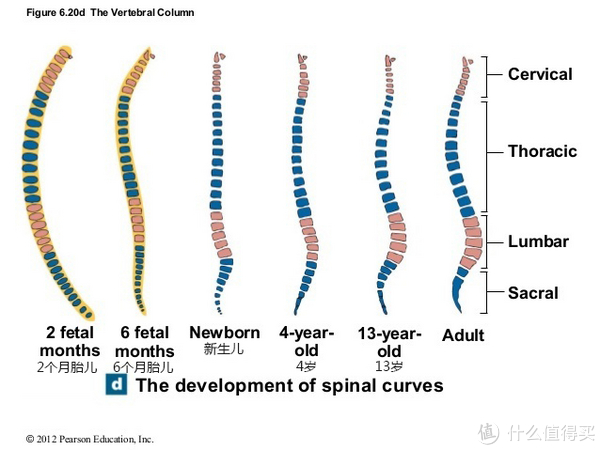 可以看到新生儿的脊柱几乎是一条直线