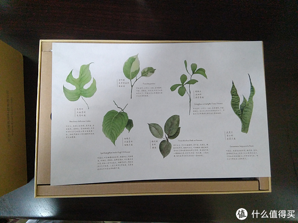 净化空气植物介绍