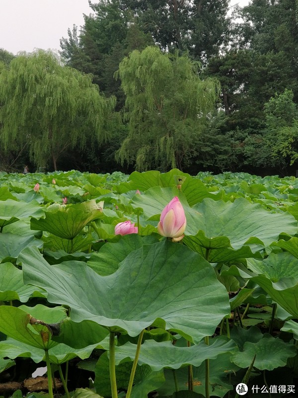 接天莲叶无穷碧，映日荷花别样红