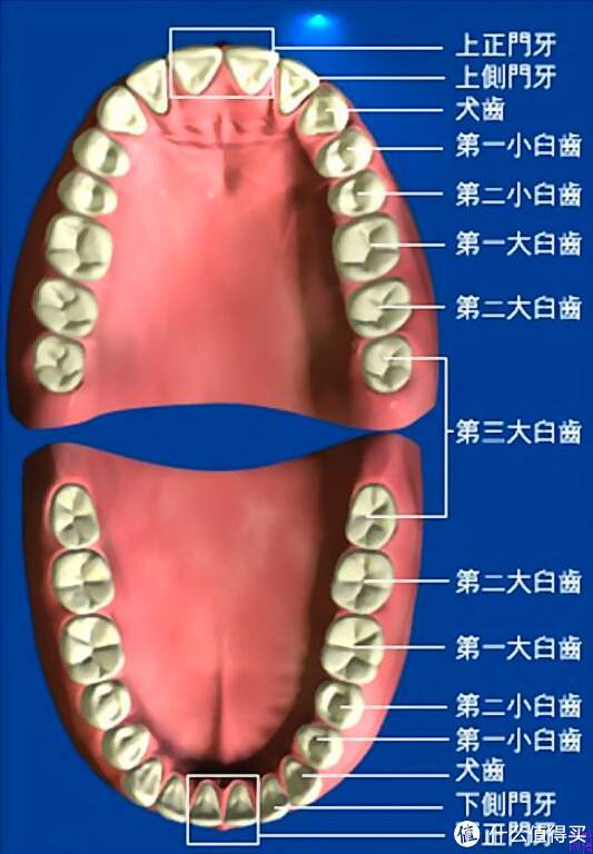 部分方便清洁后臼齿区域的残留物,臼齿区域也就是我们常说大牙齿那里