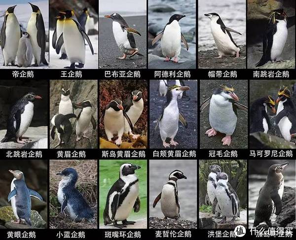 【自然小课堂】腾讯家的企鹅到底是什么品种?
