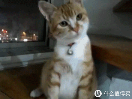 值客原创 日用百货 宠物用品 文章详情  紫裂岩猫砂_淘宝搜索淘宝搜索