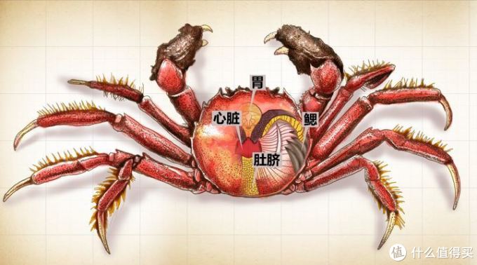 又到菊黄蟹肥时,大闸蟹壳寻法海