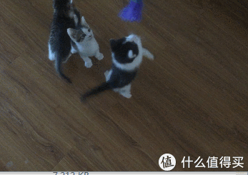 不小心拣了一只喵 — 论不要随便捡喵的重要性(续)