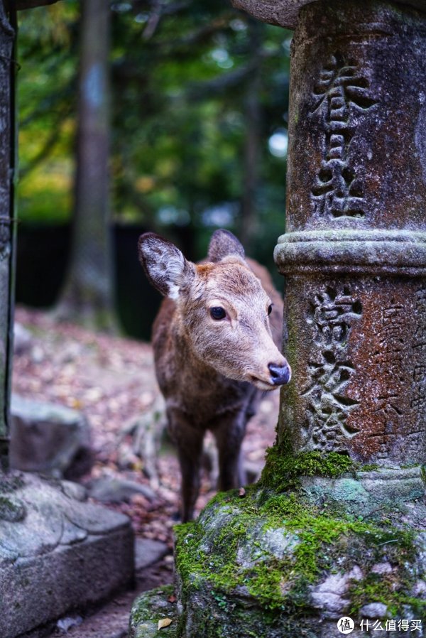 奈良喂鹿