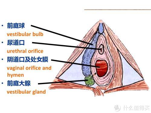 但如果女性在尿尿时,将阴唇分开(露出尿道口)尿尿的话,尿液会