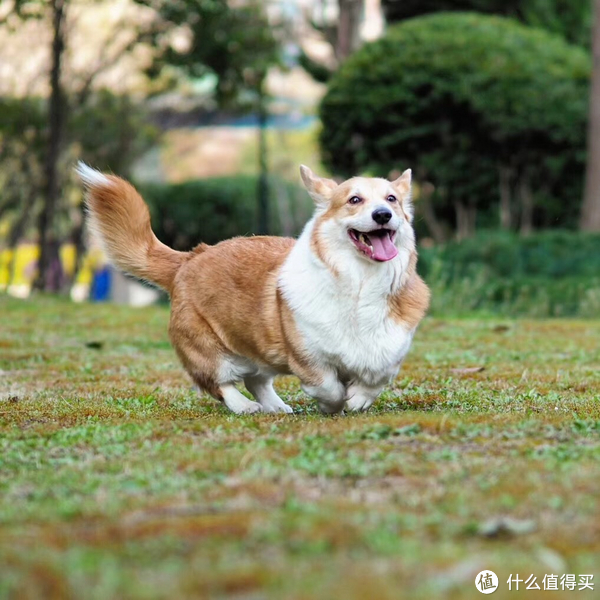 如何科学训练短腿柯基的生活习惯|柯基犬怎么训练