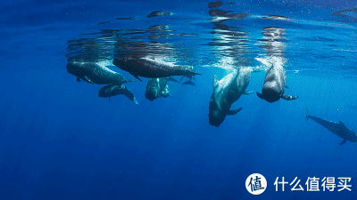 壁纸 海底 海底世界 海洋馆 水族馆 桌面 400_225 gif 动态图 动图