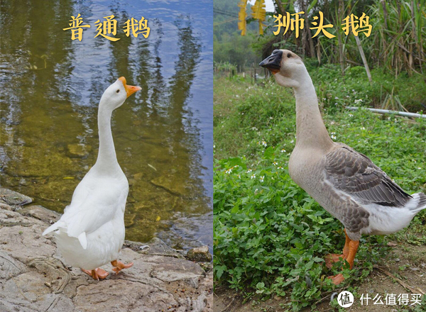 普通鹅&狮头鹅