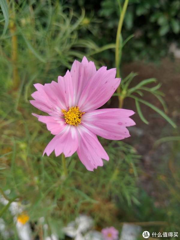 一朵小野花