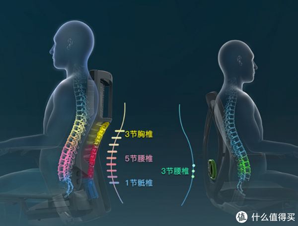 pofit同时支持9节支撑,也就是说从胸椎,腰椎到骶椎都有着很好的支撑