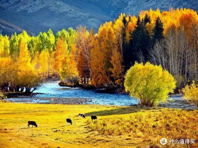 最美的秋天在路上!中国秋景no.1就在新疆,美得勾魂!