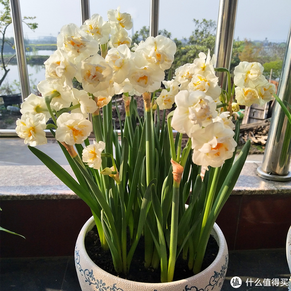 洋水仙——新娘花冠,多头浓香花型