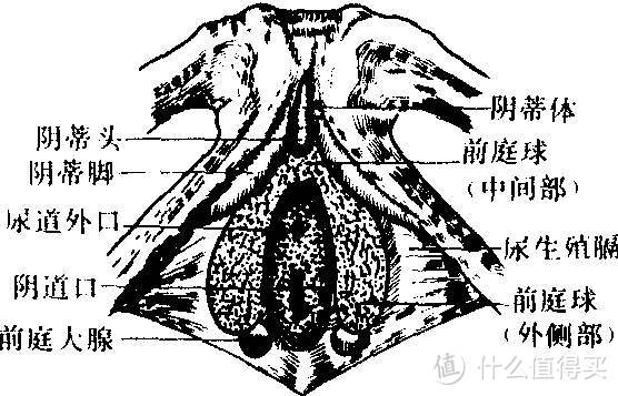 小小的前庭大腺大大的疼论一种不容小觑的常见疾病