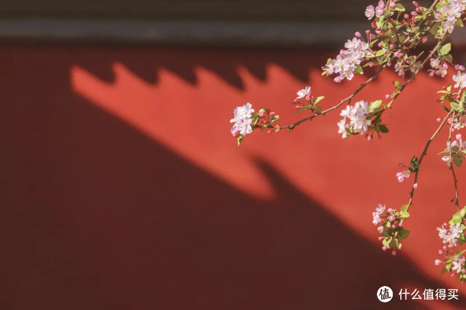 美女摄影师拍出刷屏故宫照,这是我所见过最温柔的故宫!