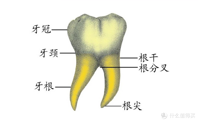 牙齿剖面观