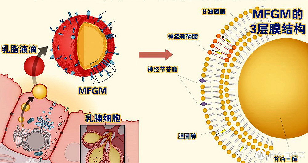 含mfgm乳脂球膜的婴幼儿配方奶粉香不香一个奶爸的自我修炼历程分享