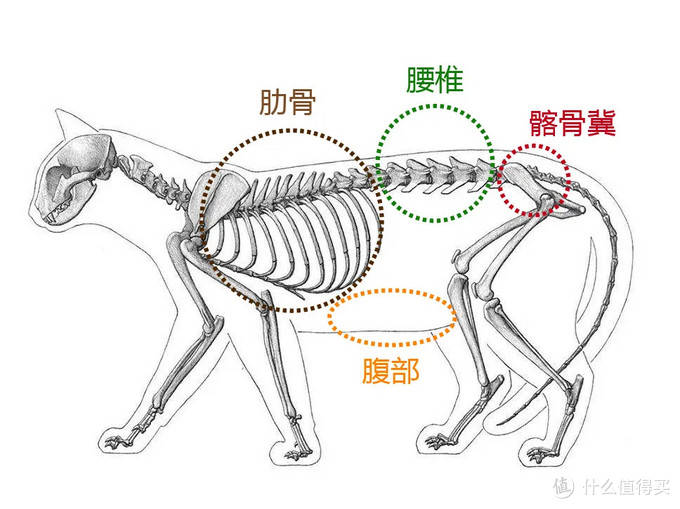 猫咪也有完美曲线体重标准bcs认识下