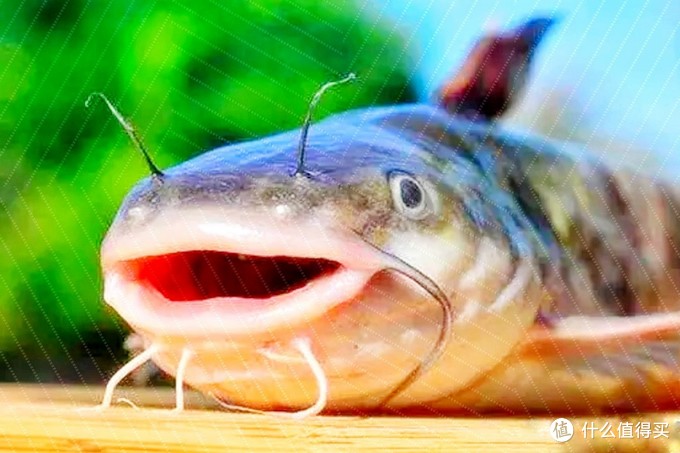 5种鱼很多人给“差评”，秋刀鱼太腥，巴沙鱼是假货，网友：真实