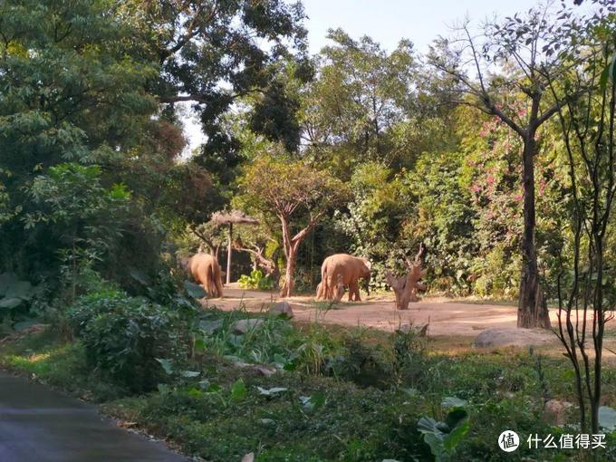 广州长隆野生动物世界为什么是国内最好的野生动物园?