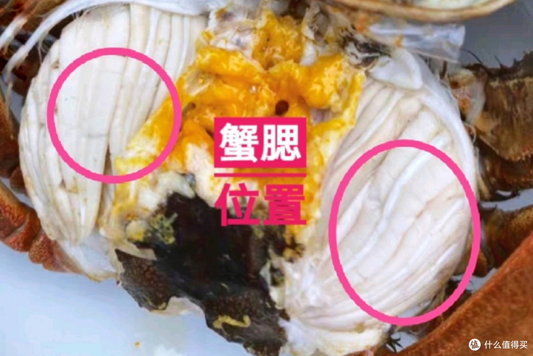 当前位置:>社区首页>文章详情> 此部位是供螃蟹消化的部位,这个地方