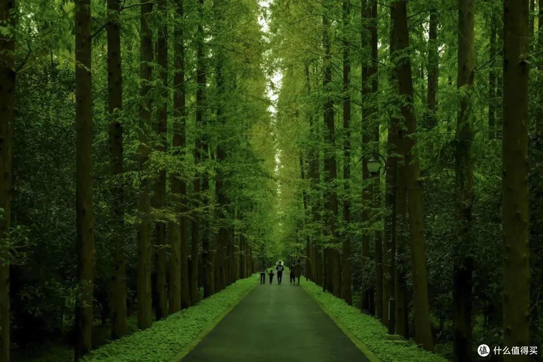壁纸 风景 森林 植物 桌面 1080_719