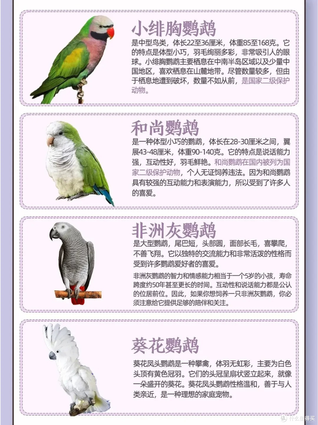 目前能合法饲养的鹦鹉品种及特点，养鸟的看过来_异宠_什么值得买