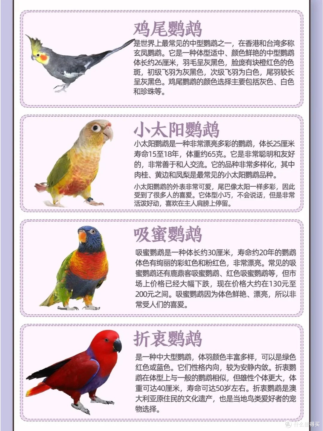 目前能合法饲养的鹦鹉品种及特点，养鸟的看过来_异宠_什么值得买