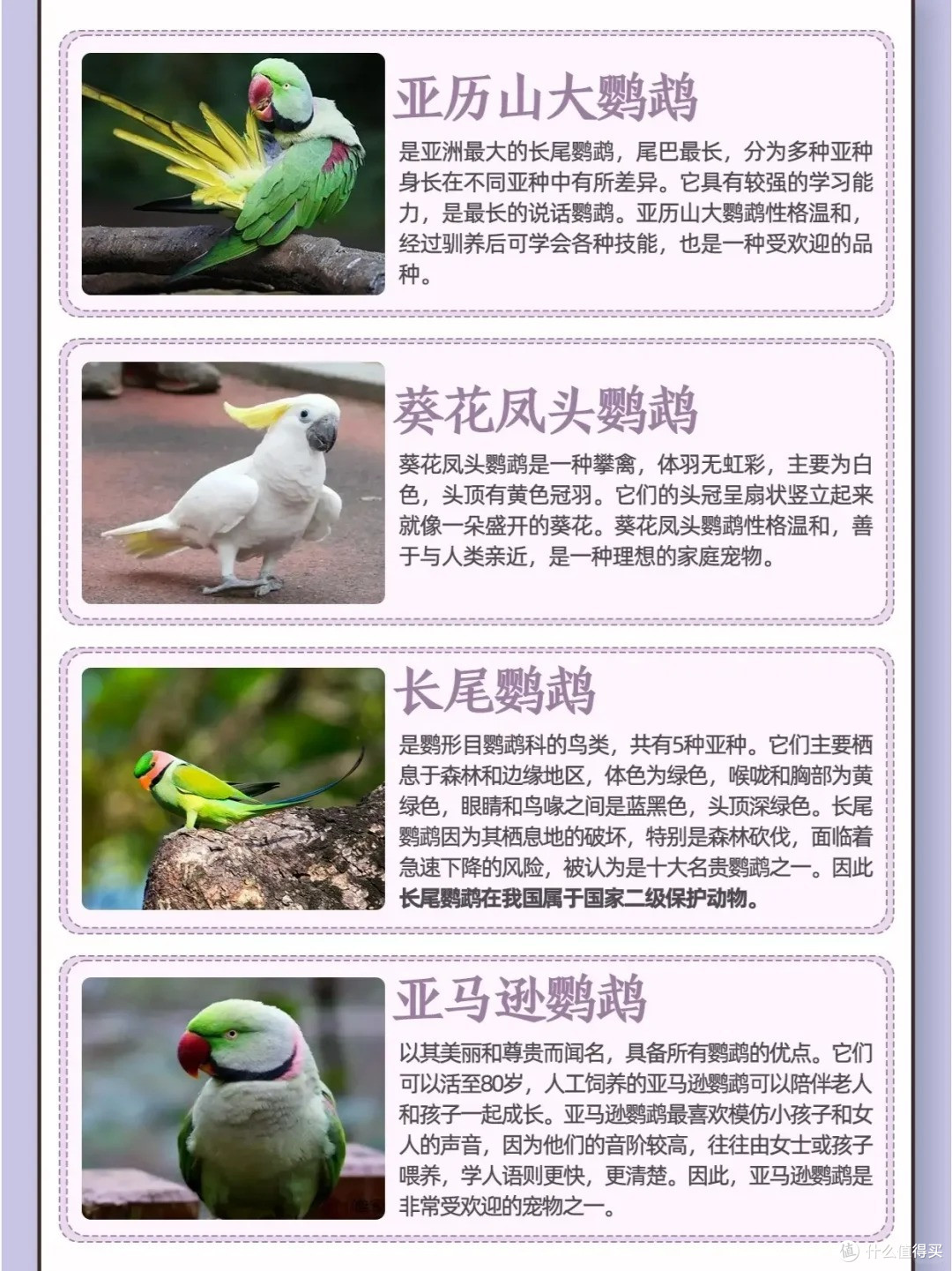 目前能合法饲养的鹦鹉品种及特点，养鸟的看过来_异宠_什么值得买