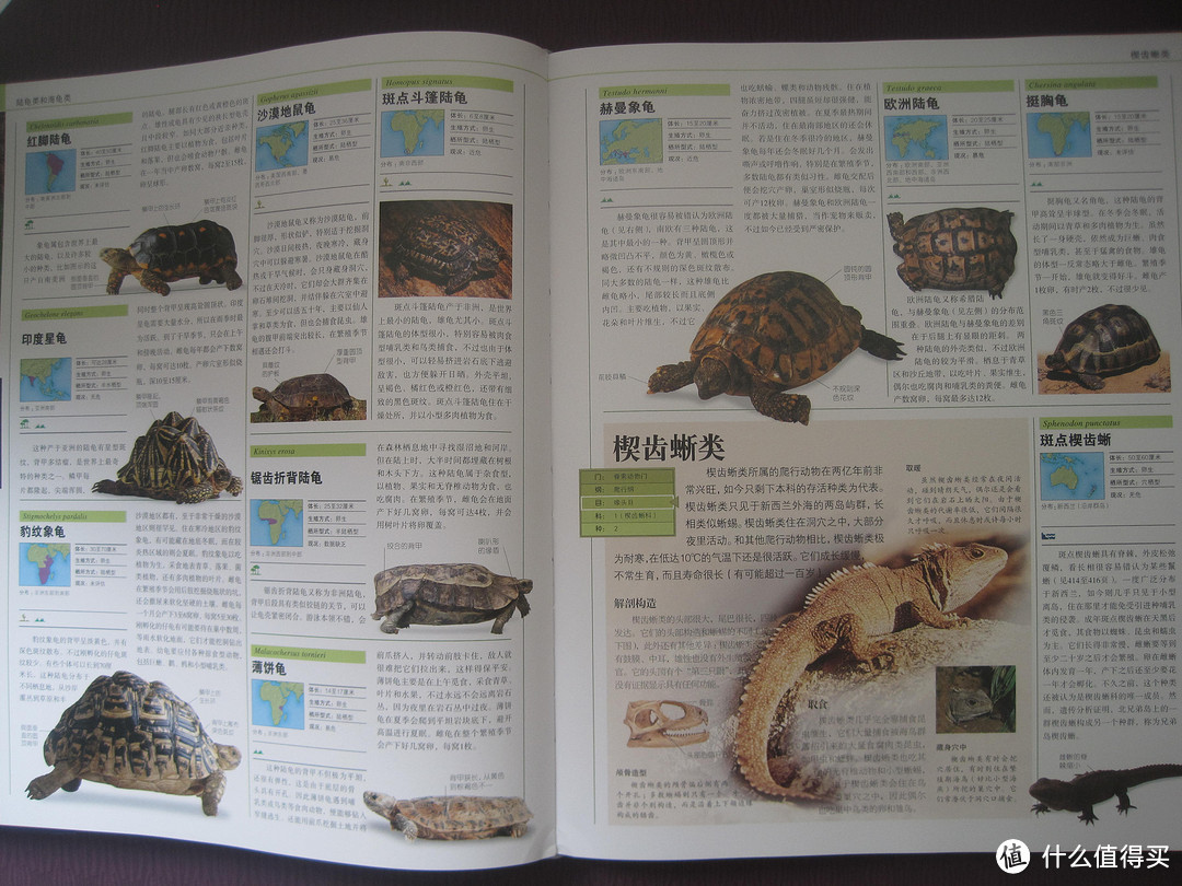 超级厚超级厚的《DK动物大百科》