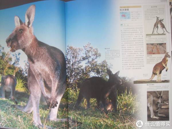 《DK动物大百科》+凑单书
