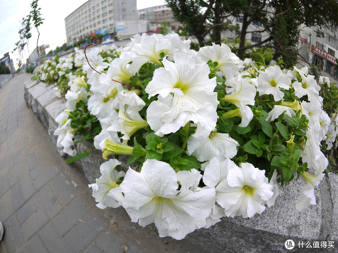 韩国三阳 samyang 7.5mm f3.5 鱼眼镜头 ，附直出样张