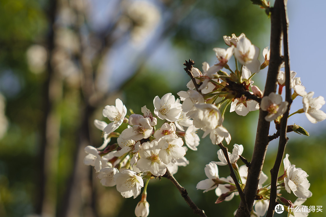 穷B也玩NEX转接：SMC TAKUMAR 55mm F1.8