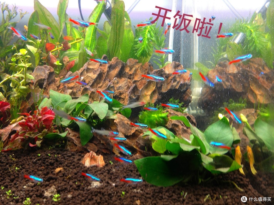 造景鱼缸开缸步骤 造景鱼缸都需要什么材料 什么值得买 造景鱼缸开缸步骤 造景鱼缸都需要什么材料 什么值得买