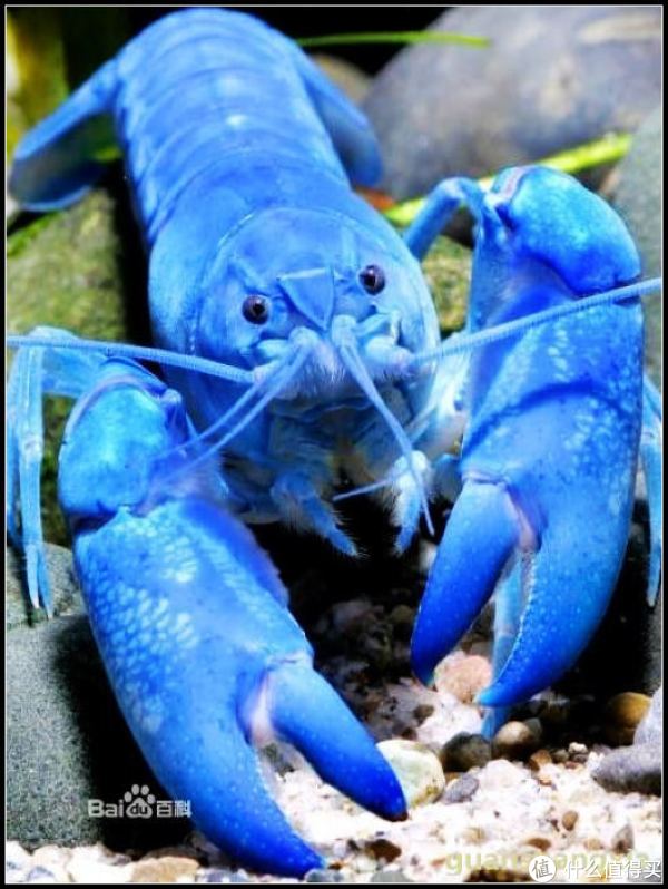 适合新手 懒人饲养的宠物——天空蓝魔虾