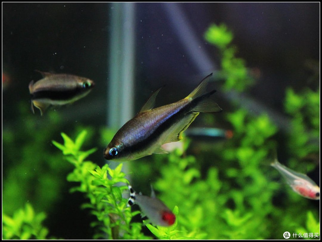 适合新手懒人饲养的宠物天空蓝魔虾