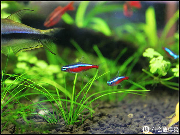 草缸養燈魚指南草缸適合養什麼魚