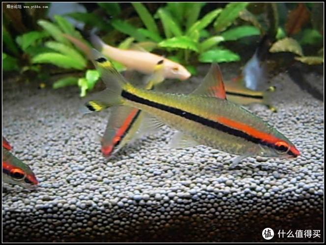 草缸养灯鱼指南 | 草缸适合养什么鱼_灯鱼怎么