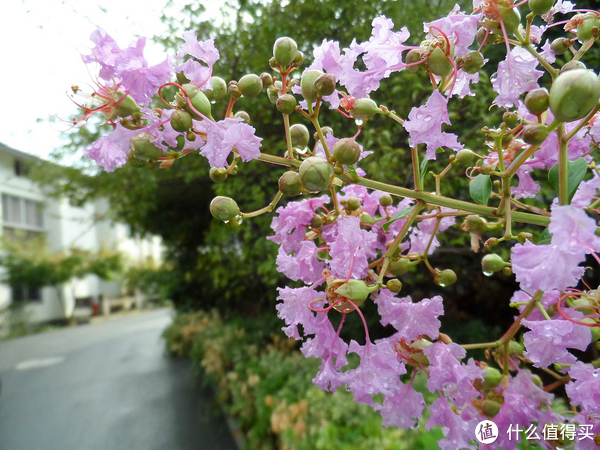 杭州的市树市花图片