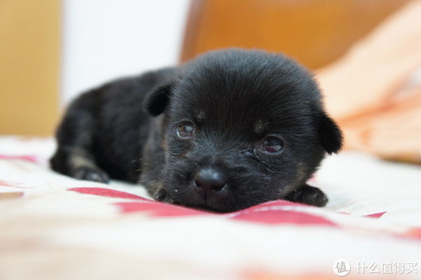 曾经,我烧过耳朵之索尼XBA10ip、索尼鱼雷、