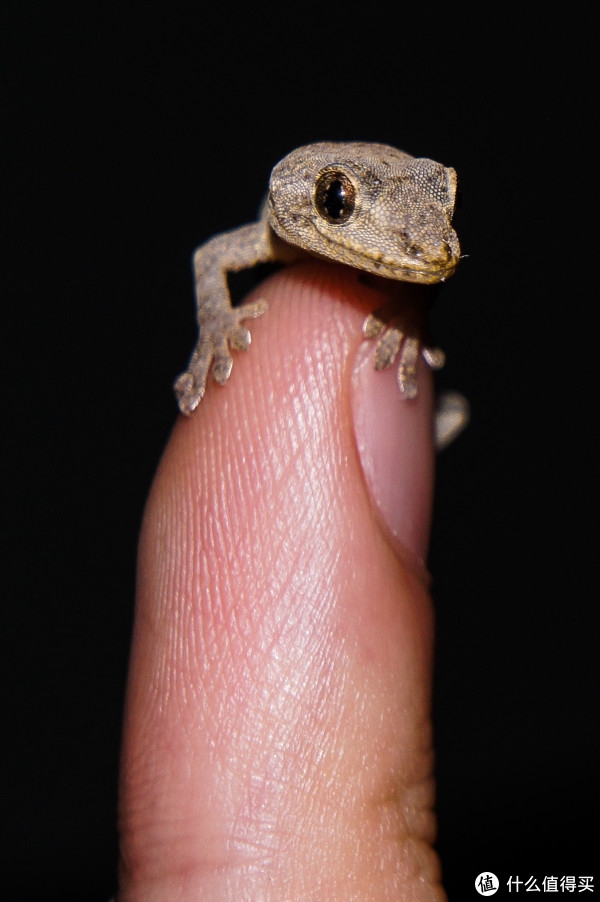 曾经,我烧过耳朵之索尼XBA10ip、索尼鱼雷、