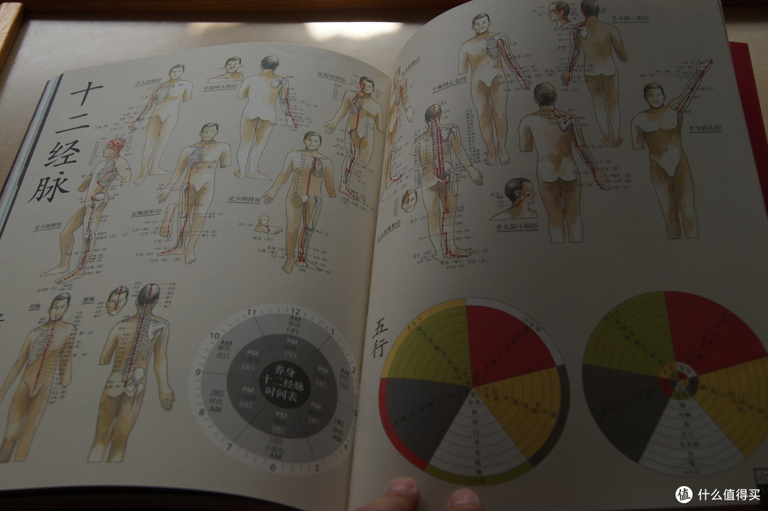 人体经脉教学~ 人体经脉教学~