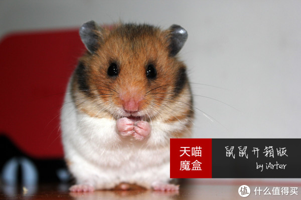晒物广场:每日好晒单 Fitbit Force、海淘Britax安全座椅、1金币换来的平板电脑、小众Certina腕表、智能体重秤、《怪物猎人》扭蛋、八爪鱼支架