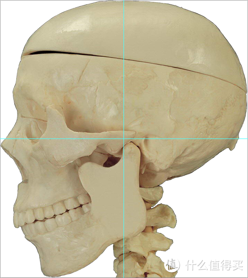 头骨模型