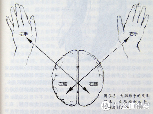 用右脑绘画